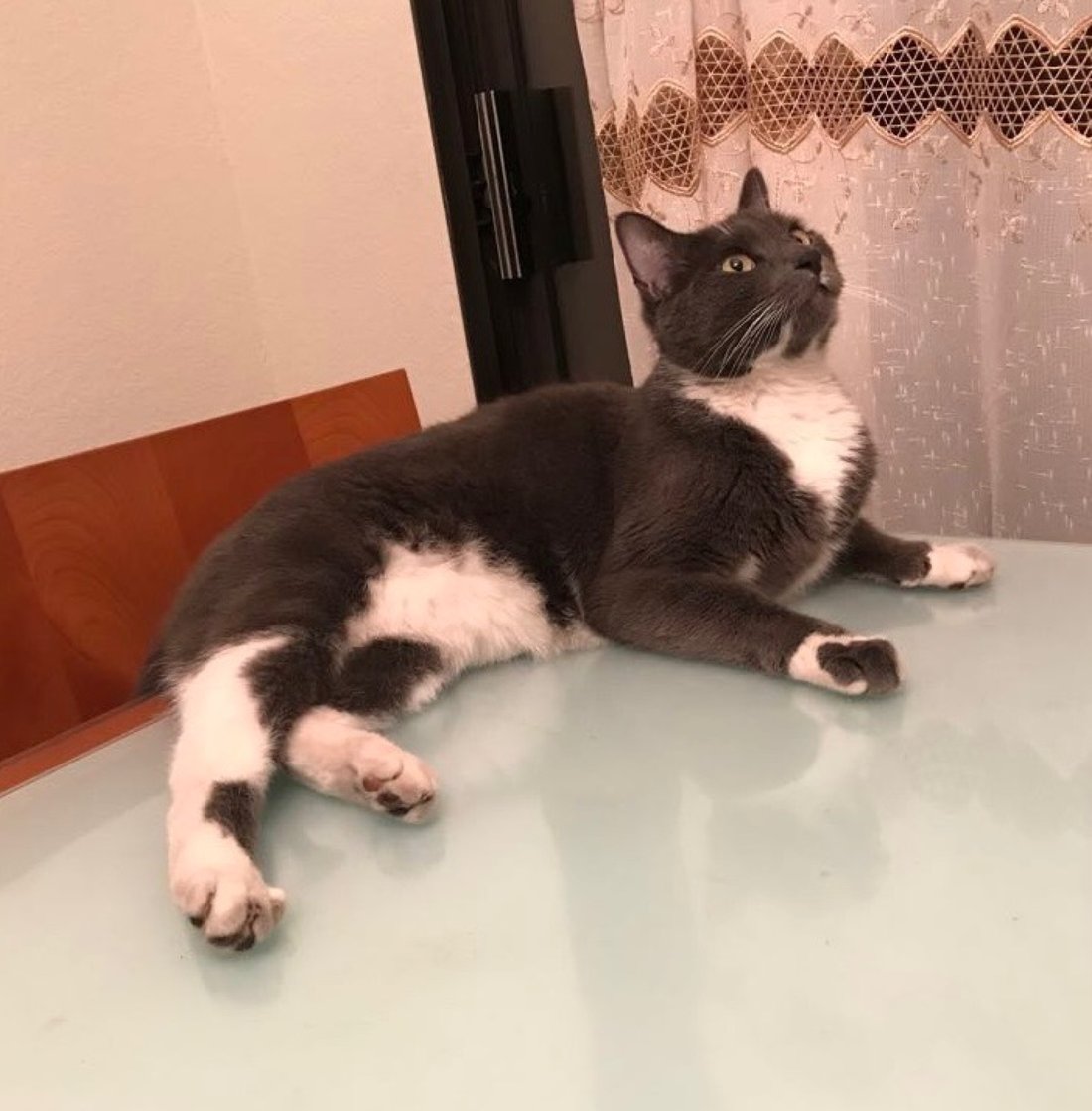 A cat stretched out on a counter